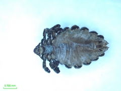 Anoplura