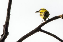 Todirostrum chrysocrotaphum