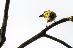 Todirostrum chrysocrotaphum
