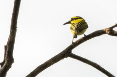 Todirostrum chrysocrotaphum