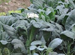 Brassica oleracea albiflora