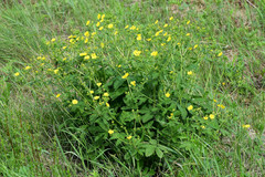 Potentilla chrysantha