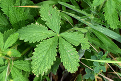 Potentilla chrysantha