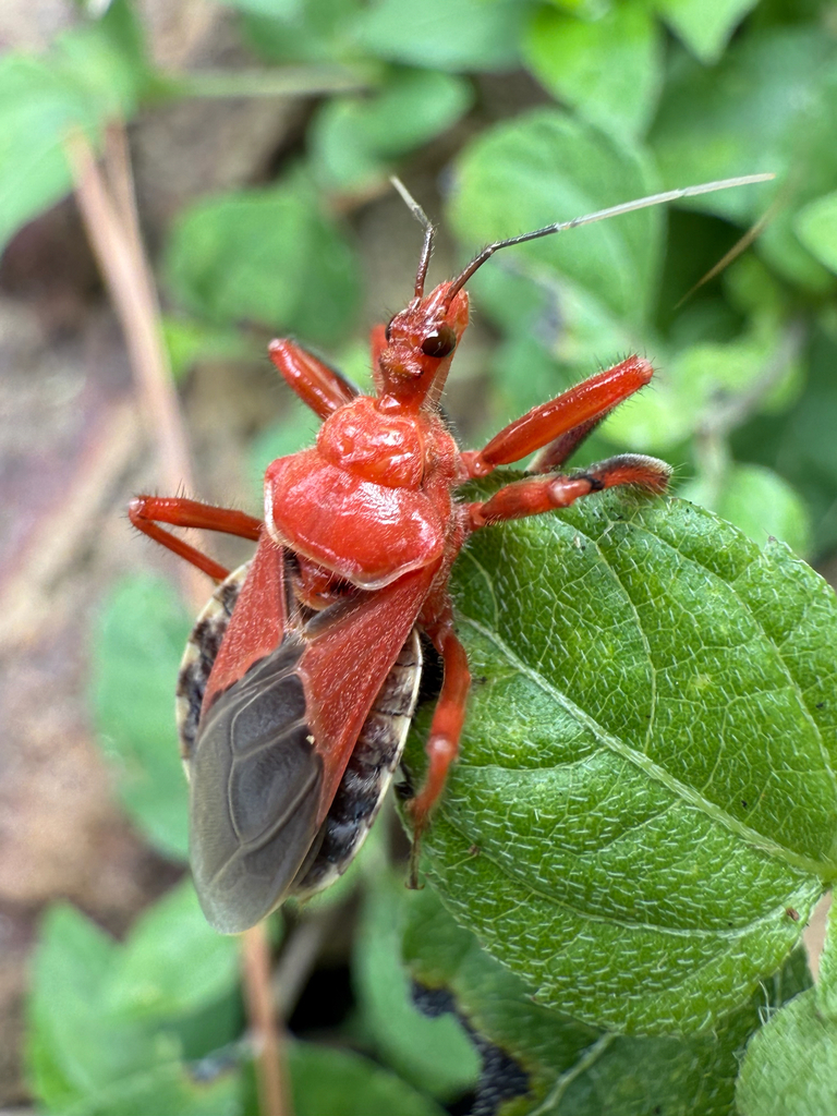 Plains Bee Assassin