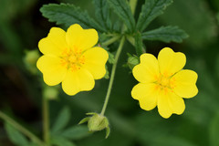 Potentilla chrysantha