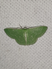 Synchlora aerata