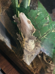 Correlophus ciliatus