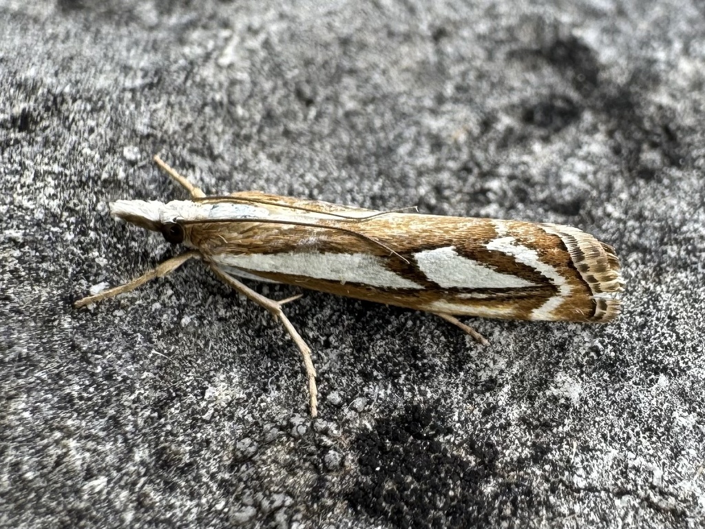 Catoptria colchicellus