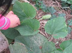 Benincasa hispida chieh-qua