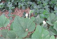 Benincasa hispida chieh-qua