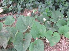 Benincasa hispida chieh-qua