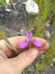 Moraea tripetala tripetala