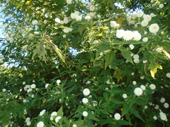 Montanoa grandiflora
