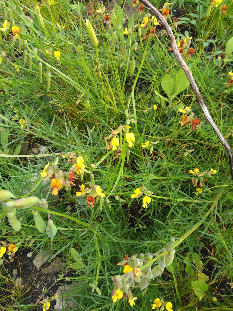 Overberg Pennypea