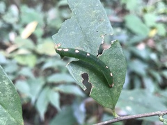 Leucodrepana serratilinea