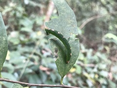 Leucodrepana serratilinea