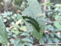 Leucodrepana serratilinea