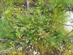 Wiborgiella inflata