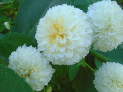 Montanoa grandiflora