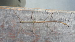 Cladomorphus phyllinus