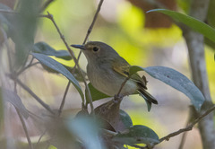 Poecilotriccus latirostris