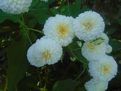 Montanoa grandiflora