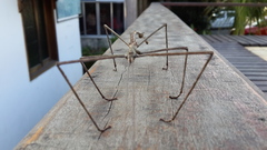 Cladomorphus phyllinus