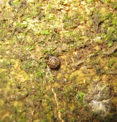 Punctoidea