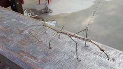 Cladomorphus phyllinus