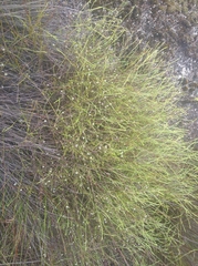 Coleonema juniperinum