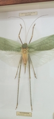 Arachnacris corporalis