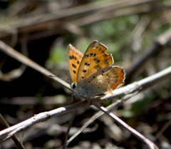 Lycaena ottomanus