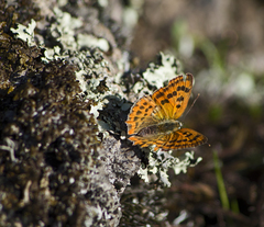 Lycaena ottomanus