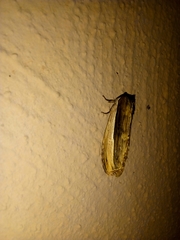 Truncaptera truncata