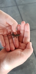 Gekko yakuensis