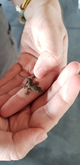 Gekko yakuensis