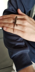 Gekko yakuensis