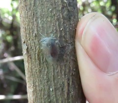 Itzalana submaculata