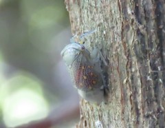 Itzalana submaculata