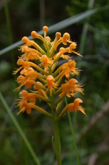 Platanthera cristata