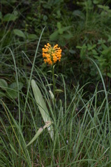 Platanthera cristata