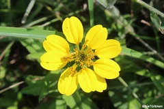 Sclerocarpus sessilifolius