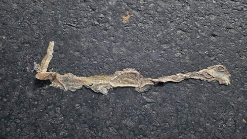 Banded Racer, Platyceps plinii