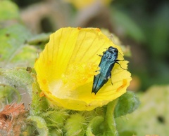 Agrilus acutus