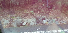 Macaca fuscata yakui