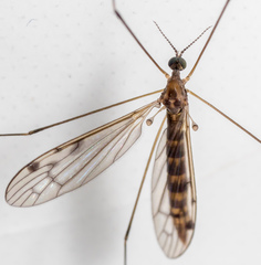 Atypophthalmus