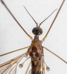 Atypophthalmus