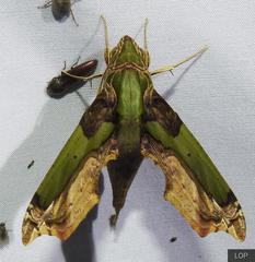 Eupanacra busiris