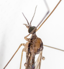 Atypophthalmus