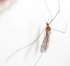 Atypophthalmus